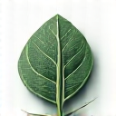 Eco-Conscious